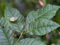 Graue Gartenwanze Nymphe